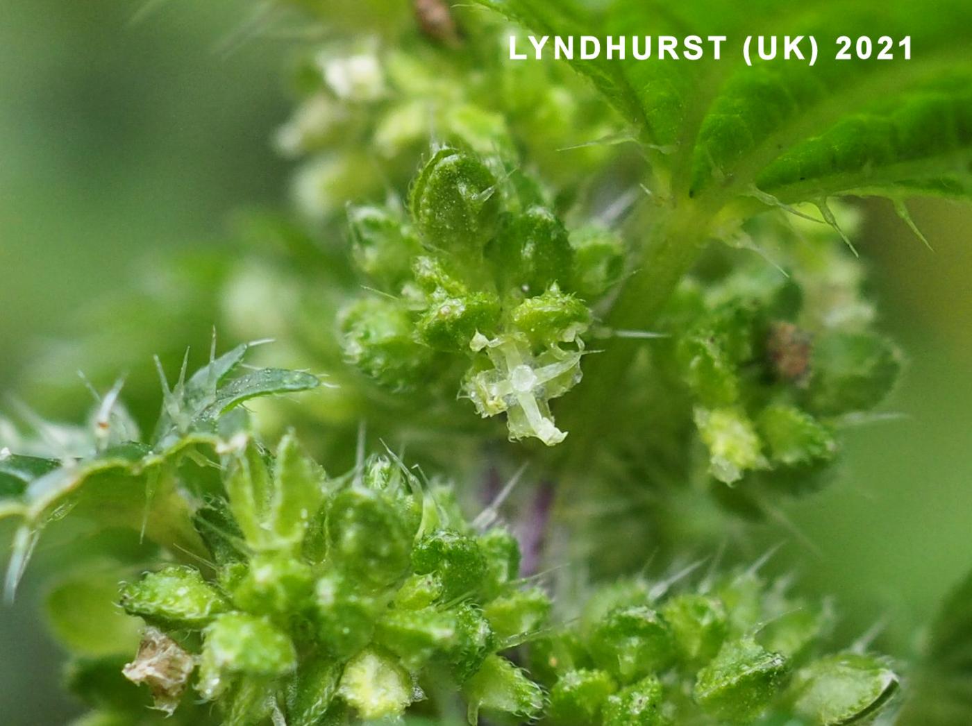 Nettle, Small flower